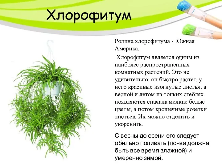 Родина хлорофитума - Южная Америка. Хлорофитум является одним из наиболее распространенных комнатных растений.