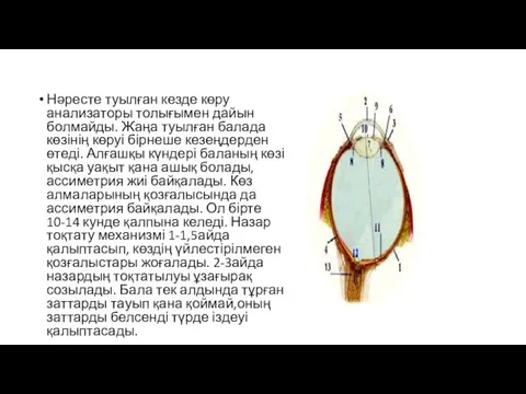 Нәресте туылған кезде көру анализаторы толығымен дайын болмайды. Жаңа туылған