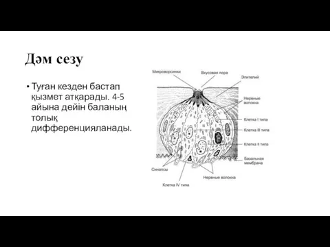 Дәм сезу Туған кезден бастап қызмет атқарады. 4-5 айына дейін баланың толық дифференцияланады.