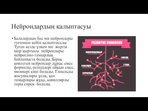 Нейрондардың қалыптасуы Балалардың бас ми нейрондары туғаннан кейін қалыптасады Туған