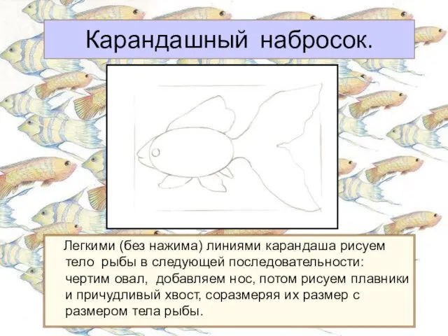 Карандашный набросок. Легкими (без нажима) линиями карандаша рисуем тело рыбы
