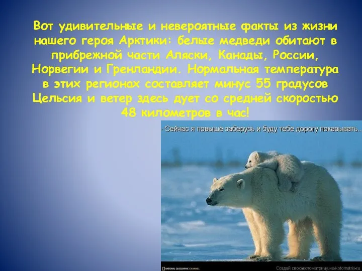 Вот удивительные и невероятные факты из жизни нашего героя Арктики: белые медведи обитают