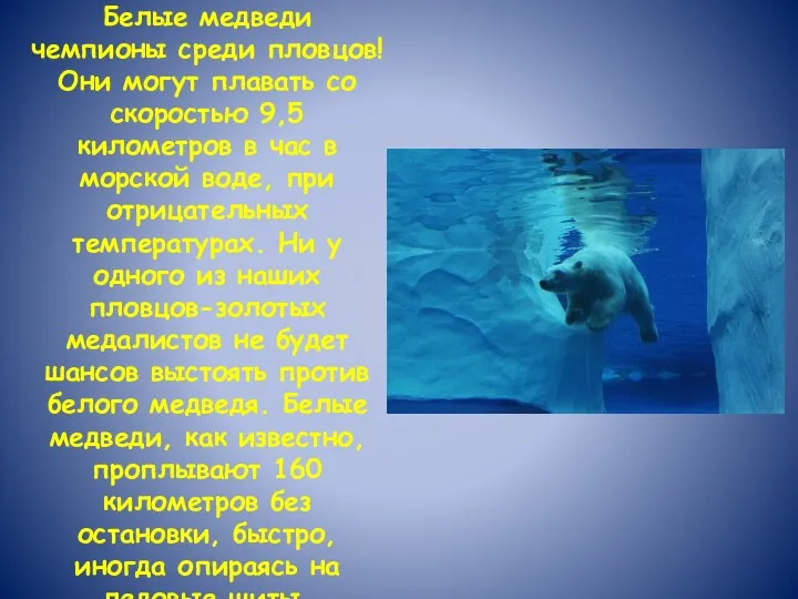 Белые медведи чемпионы среди пловцов! Они могут плавать со скоростью 9,5 километров в