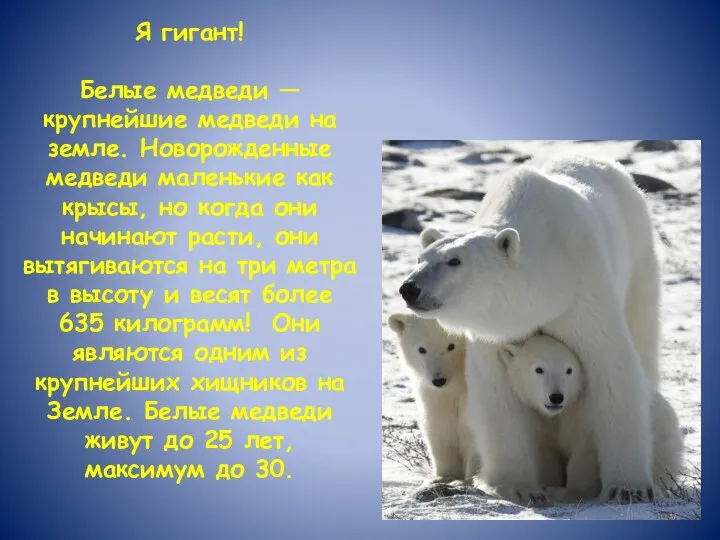 Я гигант! Белые медведи — крупнейшие медведи на земле. Новорожденные медведи маленькие как