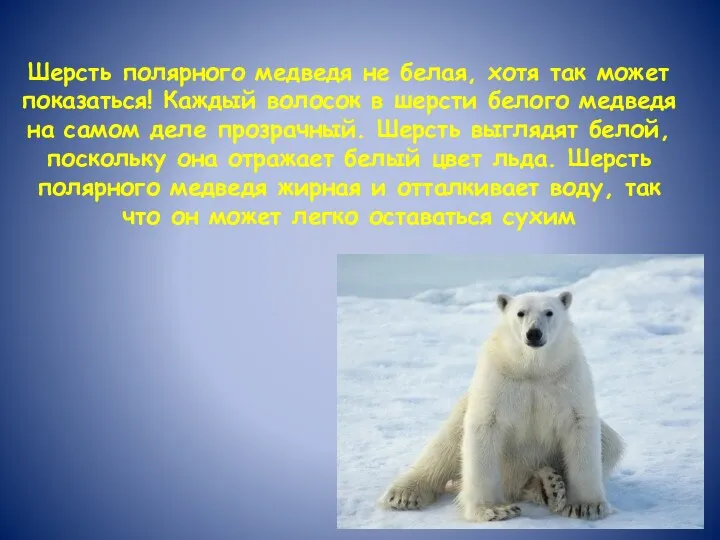 Шерсть полярного медведя не белая, хотя так может показаться! Каждый волосок в шерсти