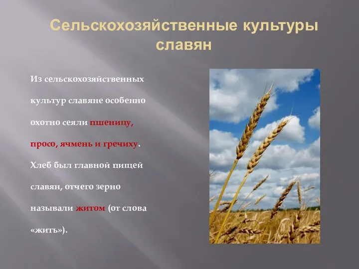 Сельскохозяйственные культуры славян Из сельскохозяйственных культур славяне особенно охотно сеяли пшеницу, просо, ячмень