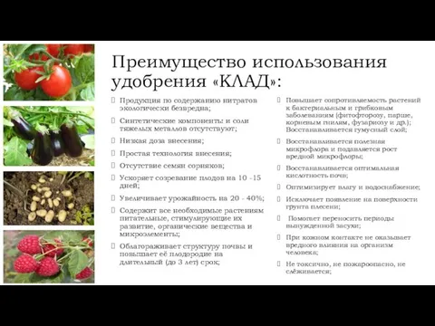 Преимущество использования удобрения «КЛАД»: Продукция по содержанию нитратов экологически безвредна;