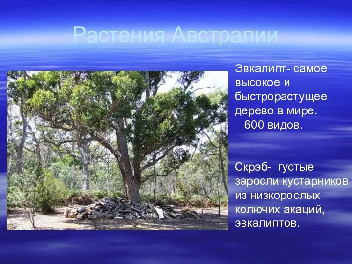 Растения Австралии Эвкалипт- самое высокое и быстрорастущее дерево в мире. 600 видов. Скрэб-
