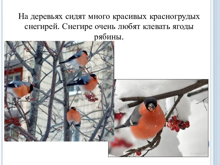 На деревьях сидят много красивых красногрудых снегирей. Снегире очень любят клевать ягоды рябины.