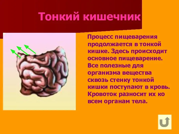 Тонкий кишечник Процесс пищеварения продолжается в тонкой кишке. Здесь происходит