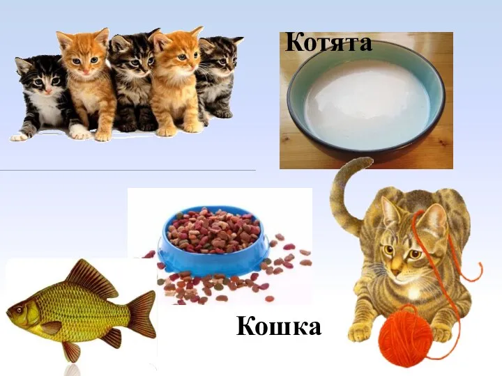 Кошка Котята