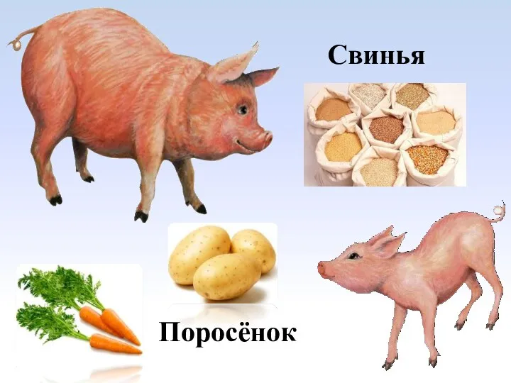 Поросёнок Свинья