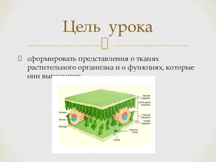 сформировать представления о тканях растительного организма и о функциях, которые они выполняют. Цель урока