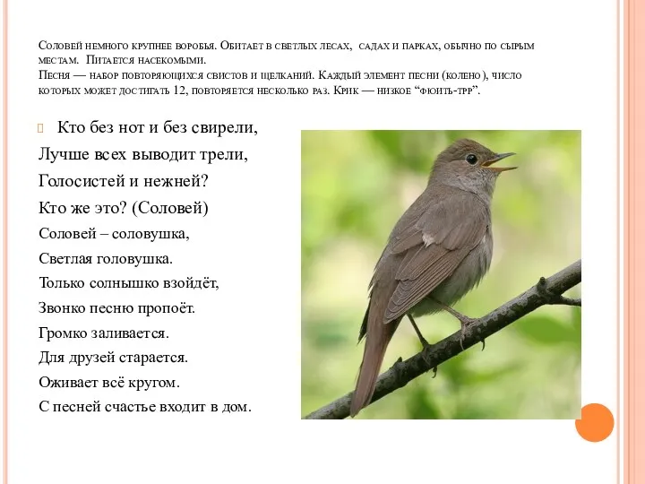 Соловей немного крупнее воробья. Обитает в светлых лесах, садах и парках, обычно по