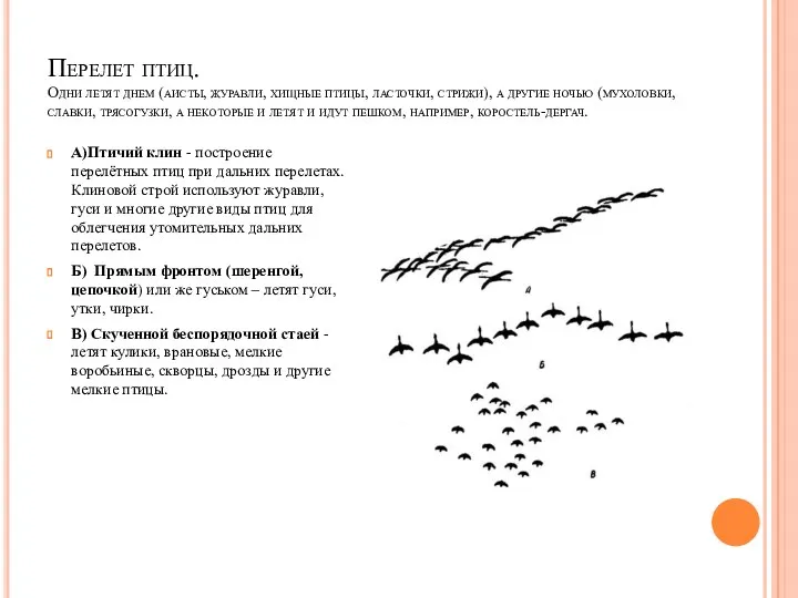 Перелет птиц. Одни летят днем (аисты, журавли, хищные птицы, ласточки, стрижи), а другие