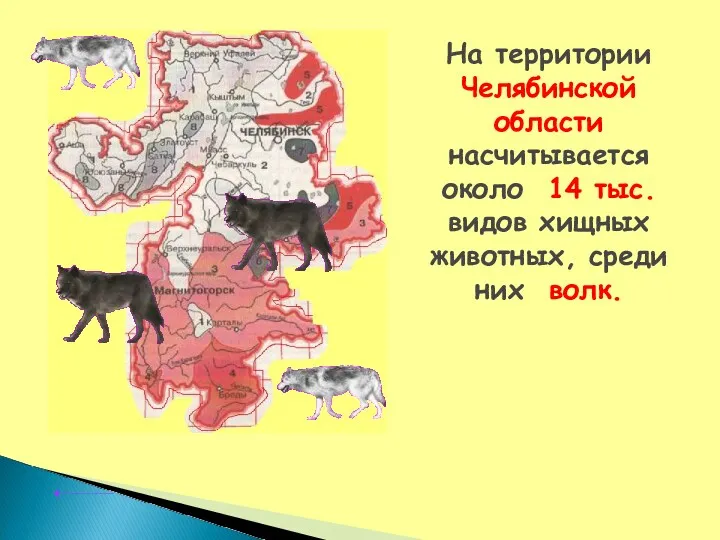 На территории Челябинской области насчитывается около 14 тыс. видов хищных животных, среди них волк.