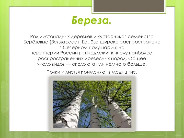 Береза. Род листопадных деревьев и кустарников семейства Берёзовые (Betulaceae). Берёза