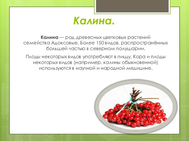 Калина. Калина — род древесных цветковых растений семейства Адоксовые. Более