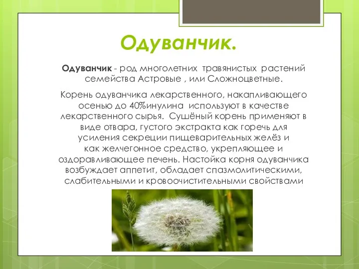 Одуванчик. Одуванчик - род многолетних травянистых растений семейства Астровые ,