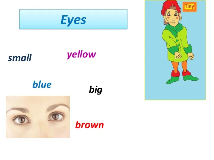 Eyes yellow blue brown big small