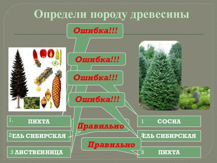 ЕЛЬ СИБИРСКАЯ Определи породу древесины Ошибка!!! ПИХТА ЛИСТВЕННИЦА Правильно Ошибка!!!