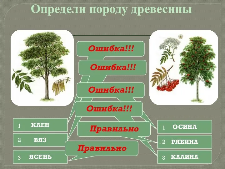 Определи породу древесины КЛЕН ВЯЗ ЯСЕНЬ ОСИНА РЯБИНА КАЛИНА Ошибка!!!