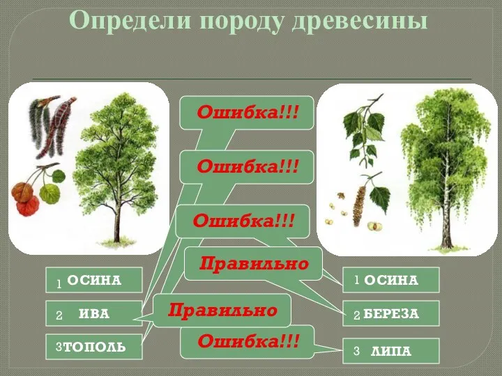 Определи породу древесины ОСИНА ИВА ТОПОЛЬ ОСИНА БЕРЕЗА ЛИПА Ошибка!!!