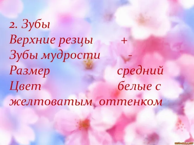 2. Зубы Верхние резцы + Зубы мудрости - Размер средний Цвет белые с желтоватым оттенком