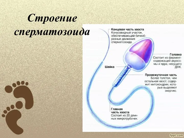 Строение сперматозоида