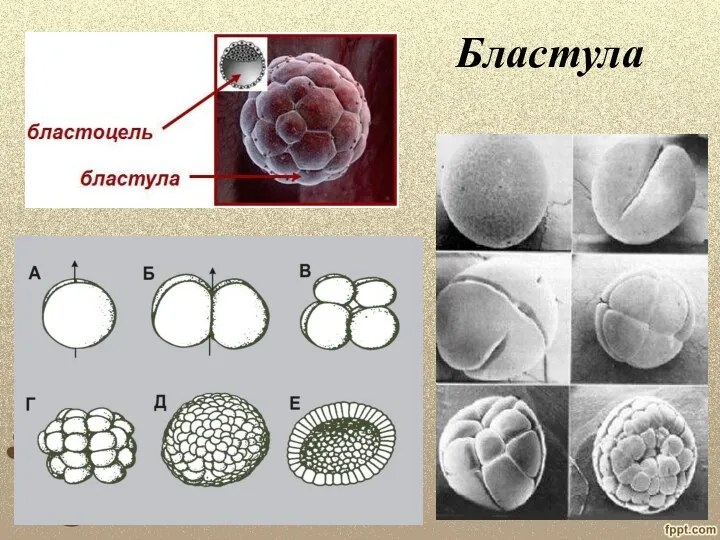 Бластула