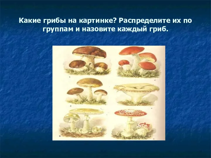 Какие грибы на картинке? Распределите их по группам и назовите каждый гриб.