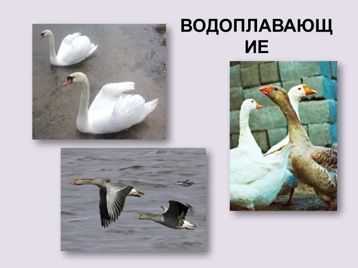 водоплавающие