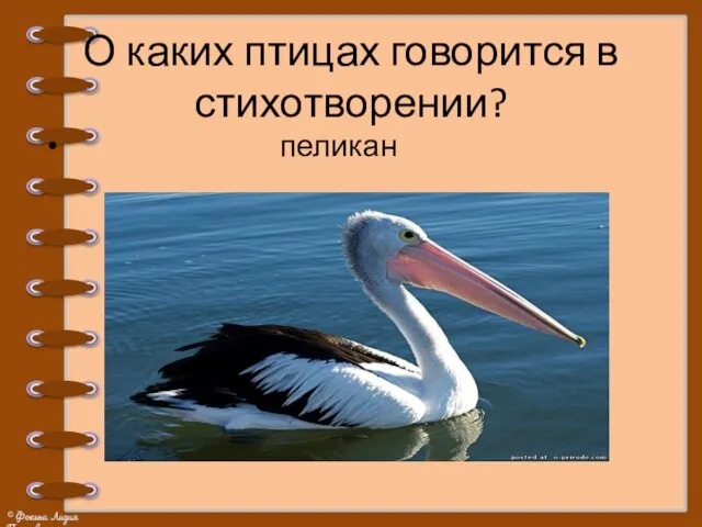 О каких птицах говорится в стихотворении? пеликан