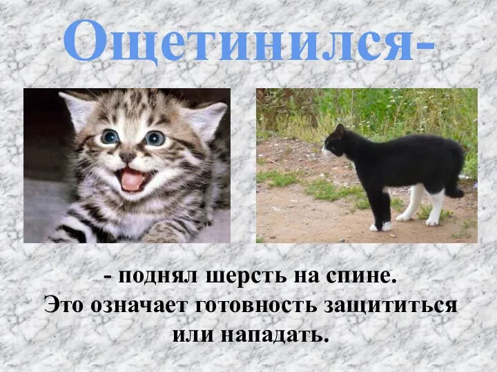 Ощетинился- - поднял шерсть на спине. Это означает готовность защититься или нападать.