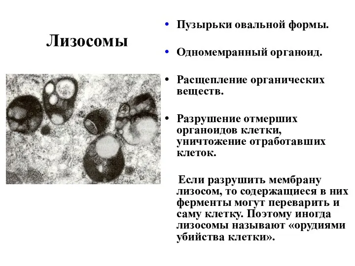 Лизосомы Пузырьки овальной формы. Одномемранный органоид. Расщепление органических веществ. Разрушение отмерших органоидов клетки,