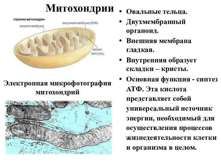 Митохондрии Овальные тельца. Двухмембранный органоид. Внешняя мембрана гладкая. Внутренняя образует складки – кристы.