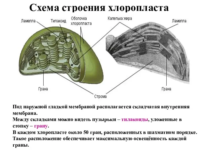 Схема строения хлоропласта Под наружной гладкой мембраной располагается складчатая внутренняя мембрана. Между складками