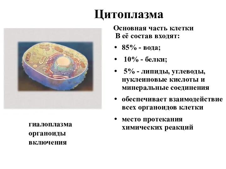 Цитоплазма Основная часть клетки В её состав входят: 85% - вода; 10% -