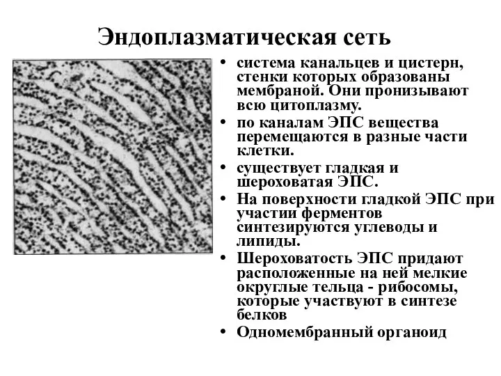 Эндоплазматическая сеть система канальцев и цистерн, стенки которых образованы мембраной.