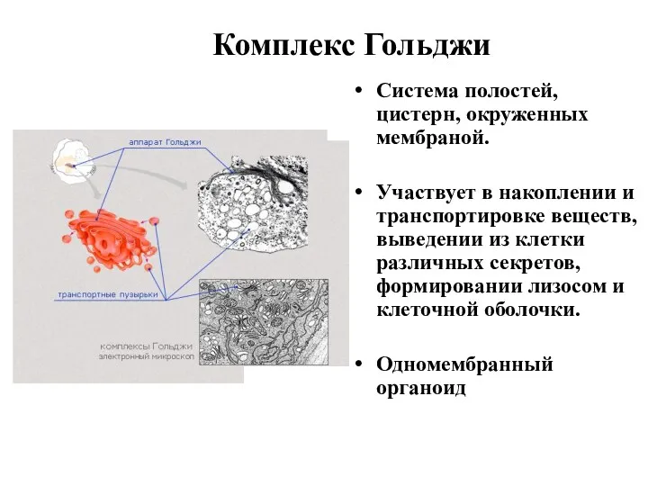 Комплекс Гольджи Система полостей, цистерн, окруженных мембраной. Участвует в накоплении