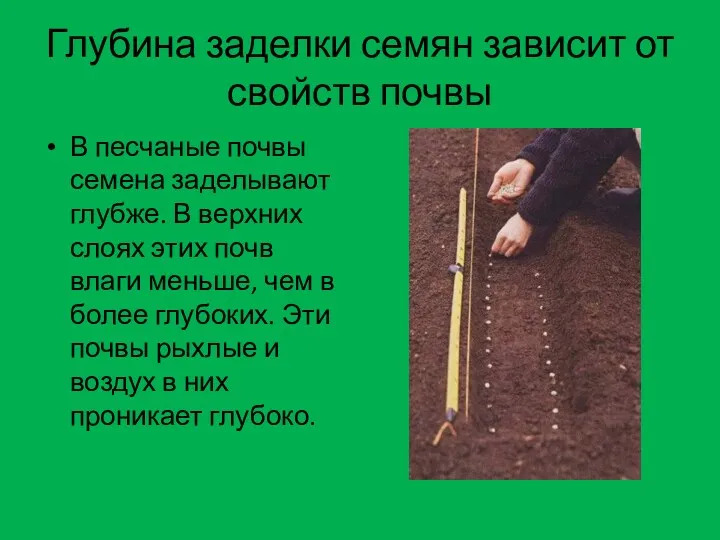 Глубина заделки семян зависит от свойств почвы В песчаные почвы