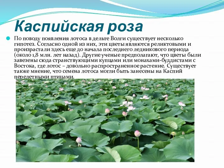 Каспийская роза По поводу появления лотоса в дельте Волги существует
