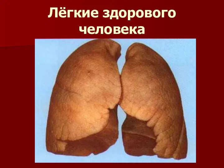 Лёгкие здорового человека