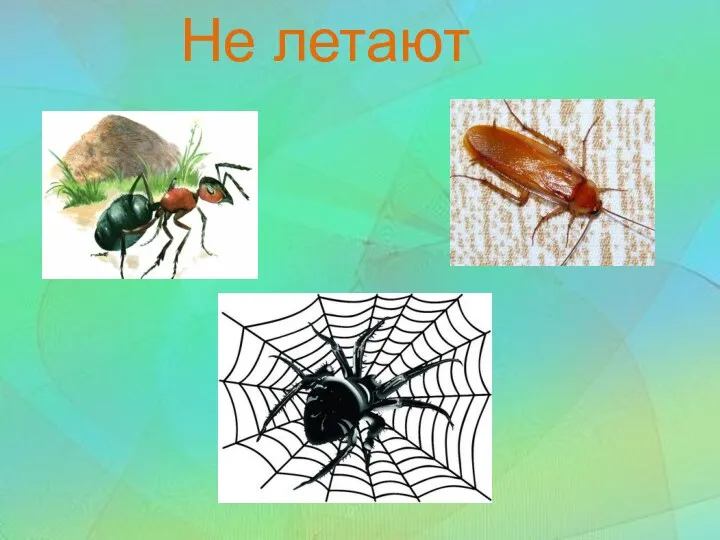 Не летают