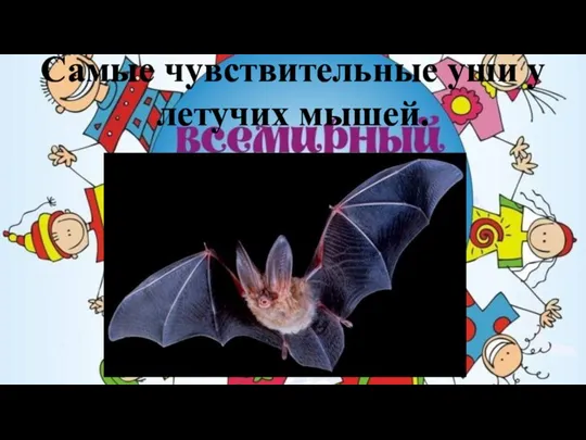 Самые чувствительные уши у летучих мышей.