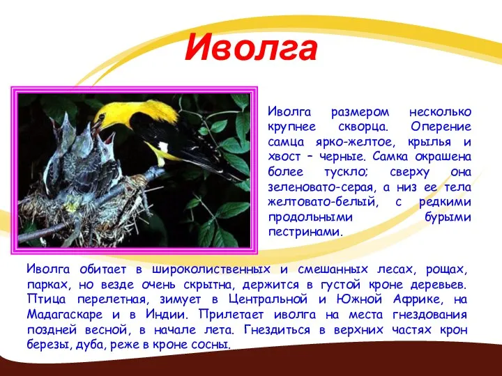 Иволга Иволга размером несколько крупнее скворца. Оперение самца ярко-желтое, крылья