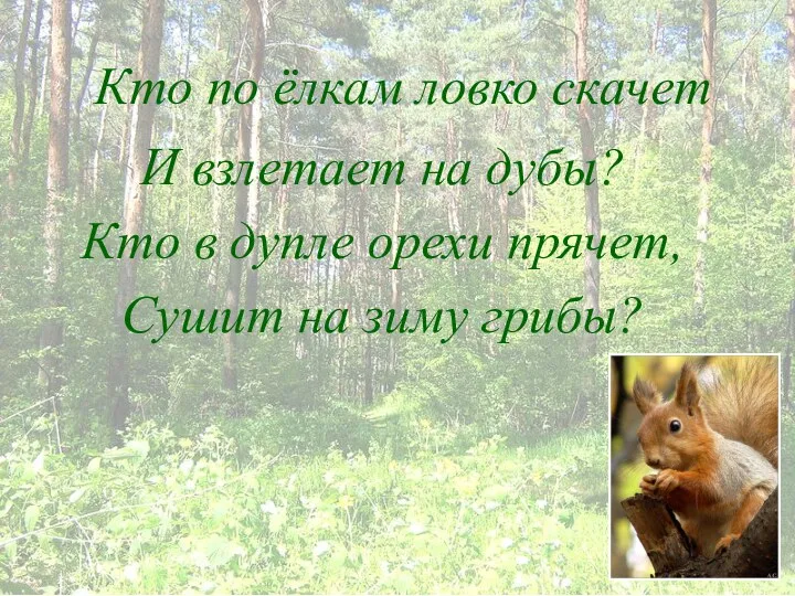 Кто по ёлкам ловко скачет И взлетает на дубы? Кто в дупле орехи