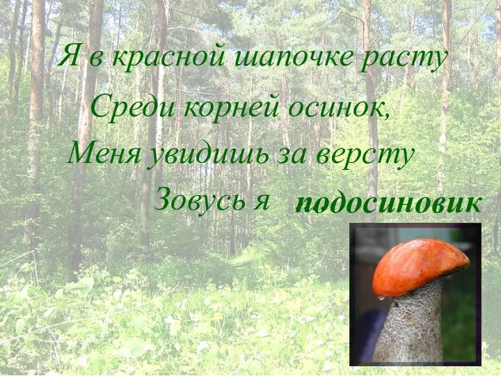 Я в красной шапочке расту Среди корней осинок, Меня увидишь за версту Зовусь я .... подосиновик