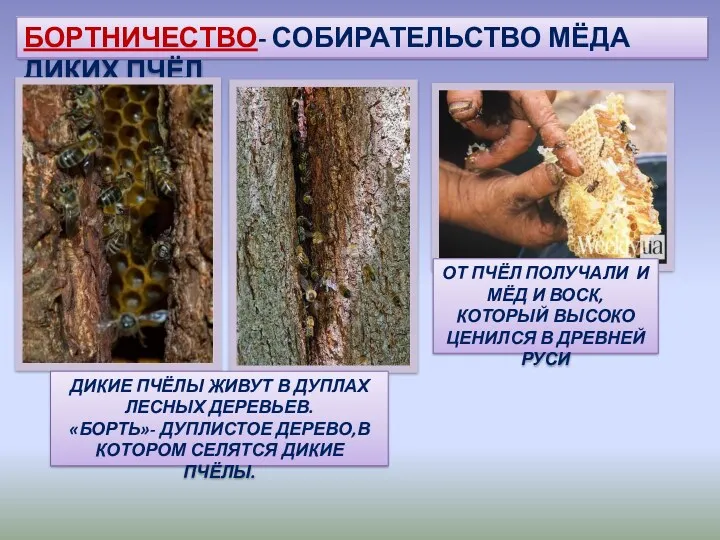 БОРТНИЧЕСТВО- СОБИРАТЕЛЬСТВО МЁДА ДИКИХ ПЧЁЛ ДИКИЕ ПЧЁЛЫ ЖИВУТ В ДУПЛАХ ЛЕСНЫХ ДЕРЕВЬЕВ. «БОРТЬ»-