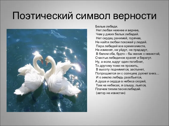Поэтический символ верности Белые лебеди. Нет любви нежнее и вернее, Чем у диких